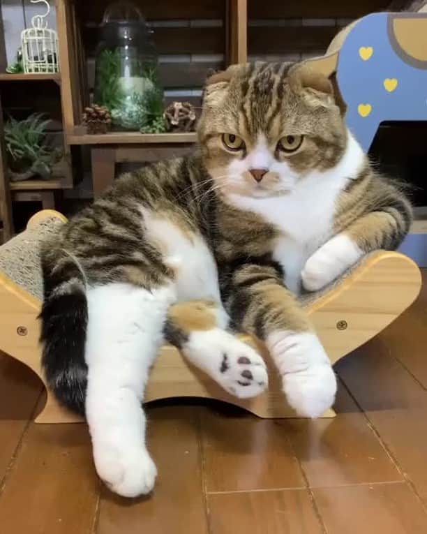 のインスタグラム：「My dream is to become a film director⠀ ⠀ 🎥@yayoi89⠀ ⠀ Tag #MMGTW get a chance to be featured by @9gag , @meowed and 9GAG Cute⠀⠀⠀⠀ ⠀⠀⠀⠀⠀⠀⠀⠀⠀⠀⠀⠀⠀⠀ #meowed @meowed #MyMeowGotTalentWeek #MyMeowGotTalent #MMGTW #yayoi89 #監督 #kawaii #🎬」