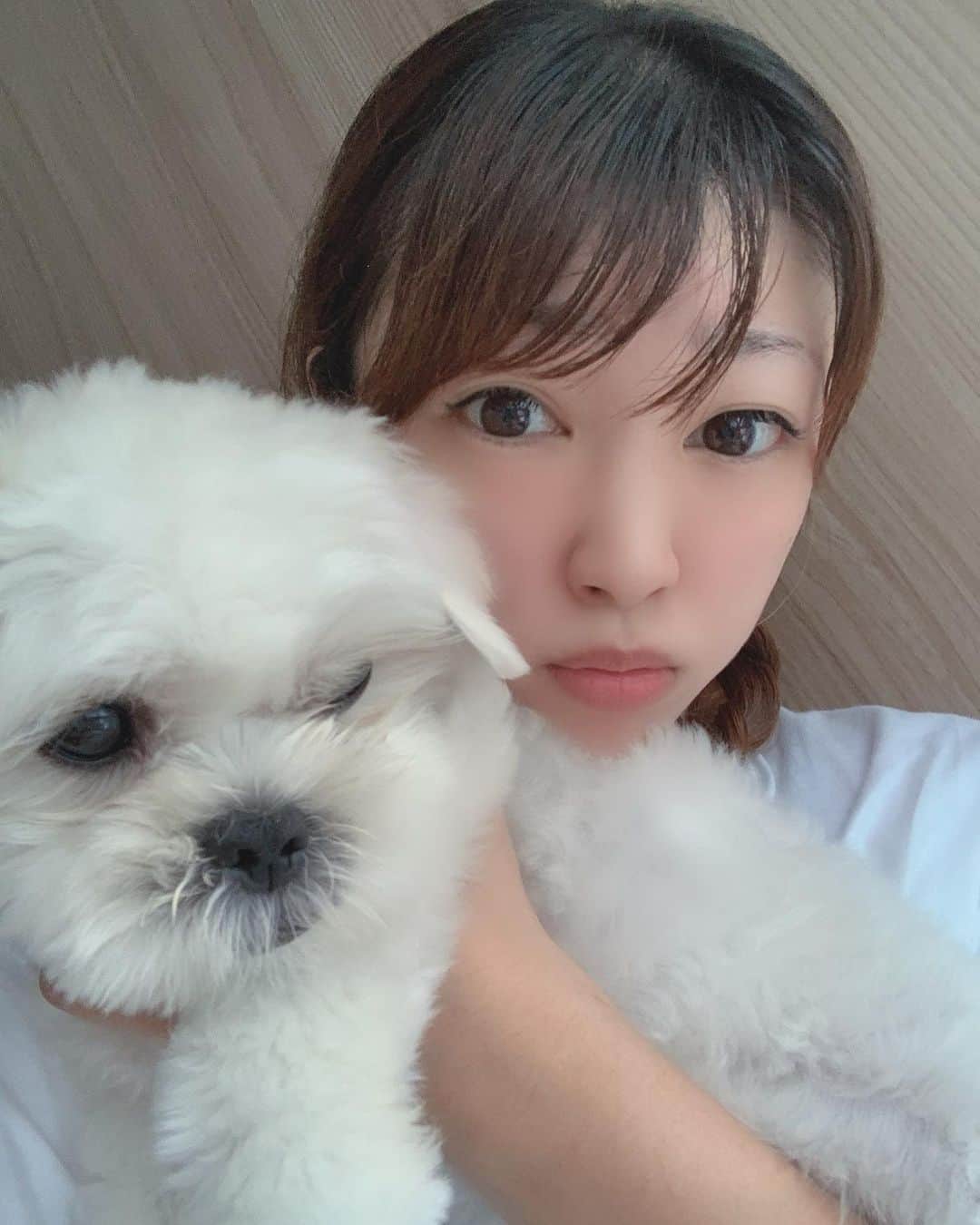 矢代梢のインスタグラム：「やんちゃすぎて毎日大変だけど、可愛いすぎるやつ🐶💙💙 #マルチーズ #ペキニーズ #マルペキ #mix #mix犬 #男の子 #やんちゃ #わんこ #わんこのいる生活 #わんこ好きな人と繋がりたい #犬 #🐶 #🐾」