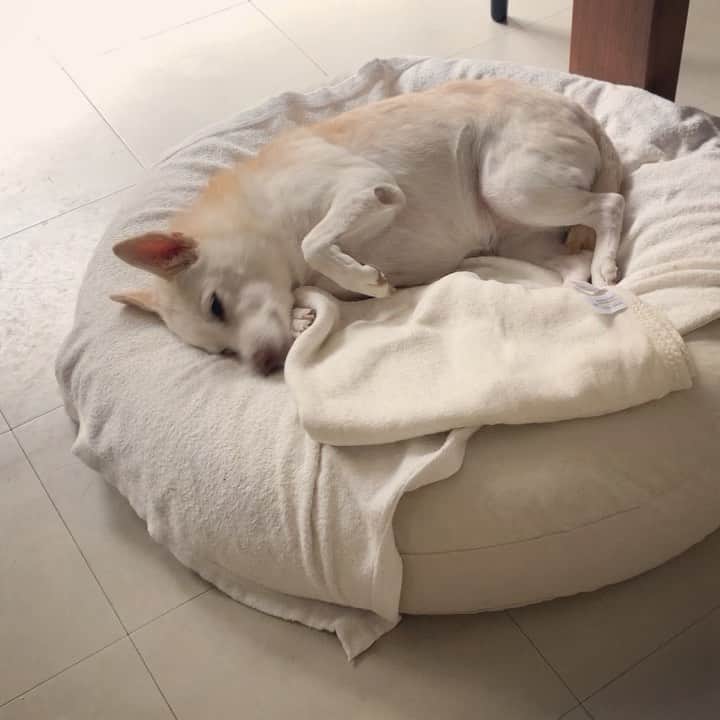 パンといっぴきのインスタグラム：「すりすり。  #元保護犬 #雑種犬 #crossbreed #mixdog #キップル14歳」