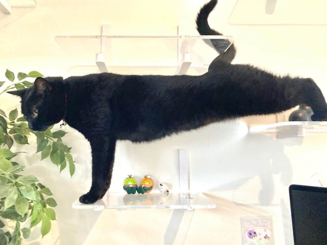 しおやてるこさんのインスタグラム写真 - (しおやてるこInstagram)「猫背とは…？ #黒猫」9月27日 14時09分 - shiochin1129