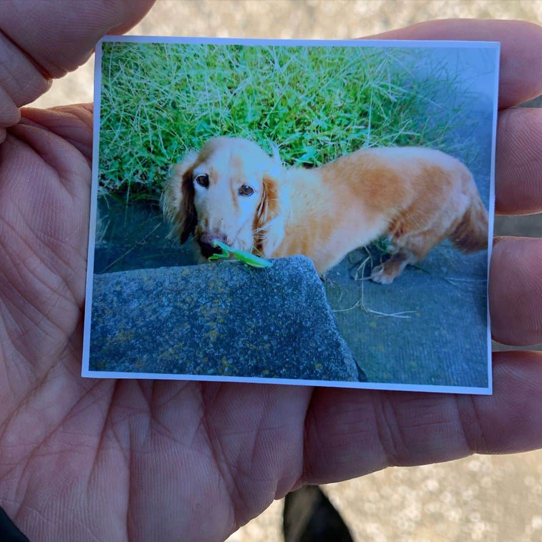渡辺裕之さんのインスタグラム写真 - (渡辺裕之Instagram)「ロケの休憩時間 景色が良いので ふと思い出し 手帳から取り出した。#愛犬 #思い出 #散歩」9月27日 15時06分 - hiroyuki6267