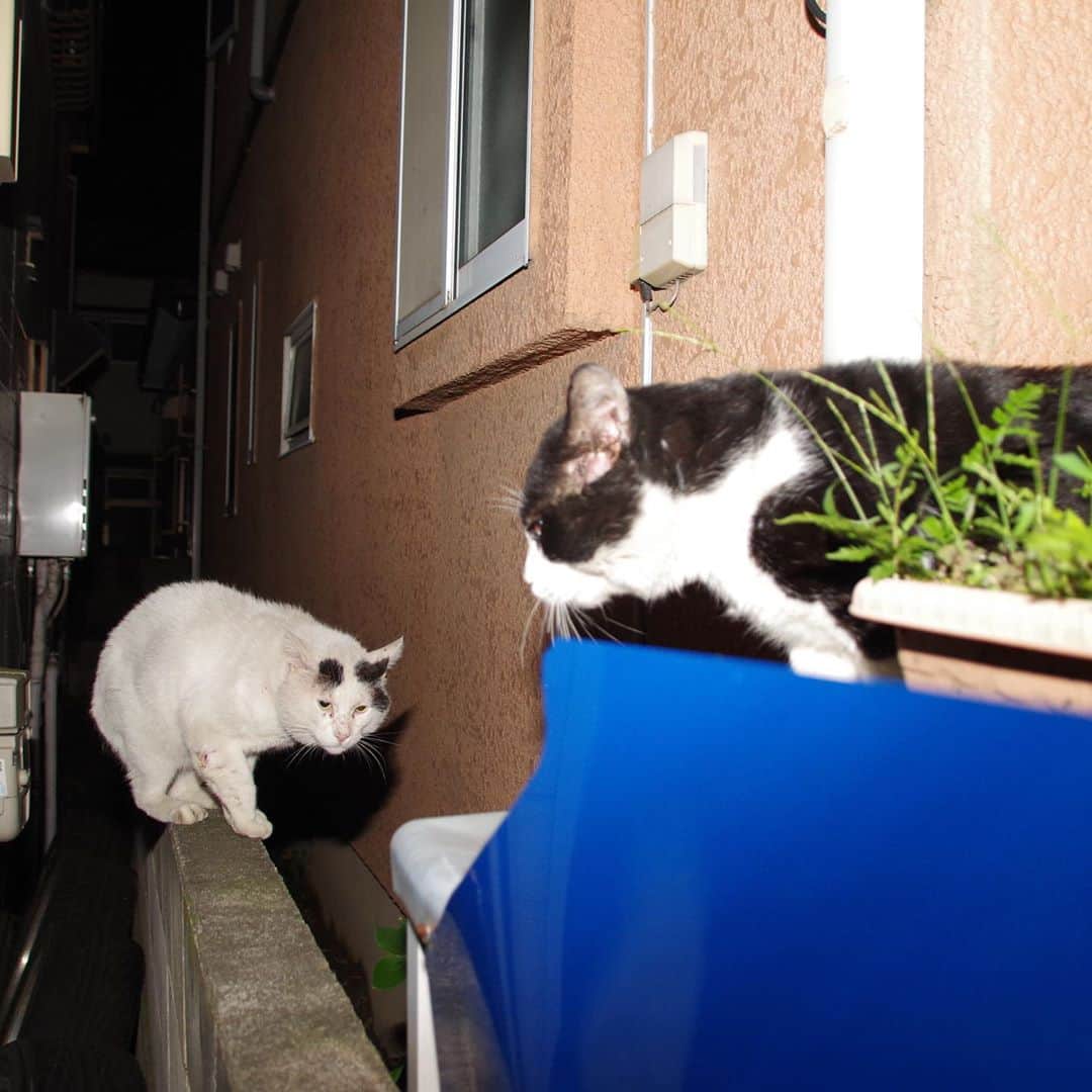 Kachimo Yoshimatsuさんのインスタグラム写真 - (Kachimo YoshimatsuInstagram)「一年前のナナクロとイカスミ Nanakuro & Ikasumi a year ago  Photo:2019.09.25 夜中に鉢合わせした。 この時どうやらナナクロは負けちゃったみたいだ。  #うちの猫ら #nanakuro #ikasumi #猫 #ねこ #cat #ネコ #catstagram #ネコ部 http://kachimo.exblog.jp」9月27日 15時50分 - kachimo