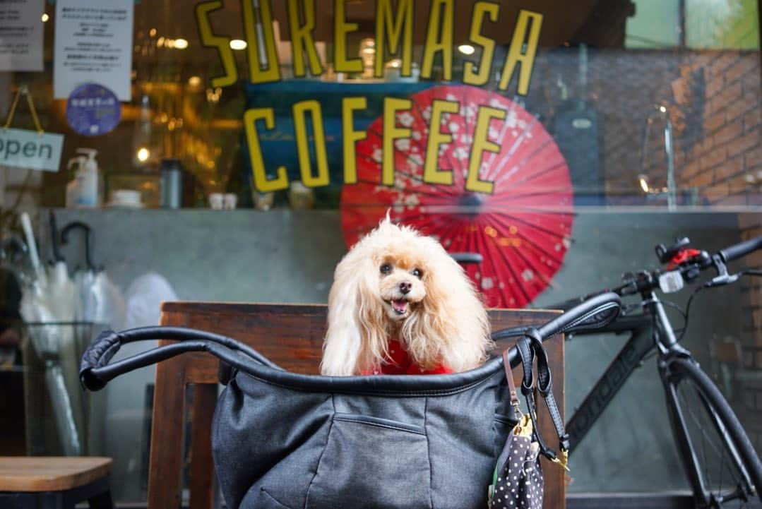 Toypoodle Mikuru?Asakusa Tokyoさんのインスタグラム写真 - (Toypoodle Mikuru?Asakusa TokyoInstagram)「20200927 Sunday. 📍 @sukemasacoffee . 秋合宿の途中ですが、差込投稿😆 . くみこさん @ku3442 とスケマサコーヒーでlunchしました♥️ 季節のフルーツサンドは今だとシャインマスカットとナガノパープル🍇 甘くて美味しい😋 ぶどうなので みきゅるんは食べれませんが、ちょっとだけクリームを舐めさせたら、美味しかったらしく、それまでやる気なく寝ていたのにおメメランランでクレクレ攻撃でうるさかったです😰 . ❶ カフェの前 ❷ まだやる気ない時😂 ❸ フルーツサンドと店員さんに桃尻提供ちう . クリーム自体はあまり甘くなく、うすーく餡子がサンドされてます。 シャインマスカットには白餡。ナガノパープルには黒餡。彩も考えてるんですね〜🥰 . テラス席のみワンコOKです♥️ 土日休日は混み合ってますので、ちょっと待っちゃうかも😌 . マスカットの次は何のフルーツサンドかなぁ😋 . #スケマサコーヒー #季節のフルーツサンド #シャインマスカット #ナガノパープル #浅草カフェ」9月27日 16時03分 - purapura299