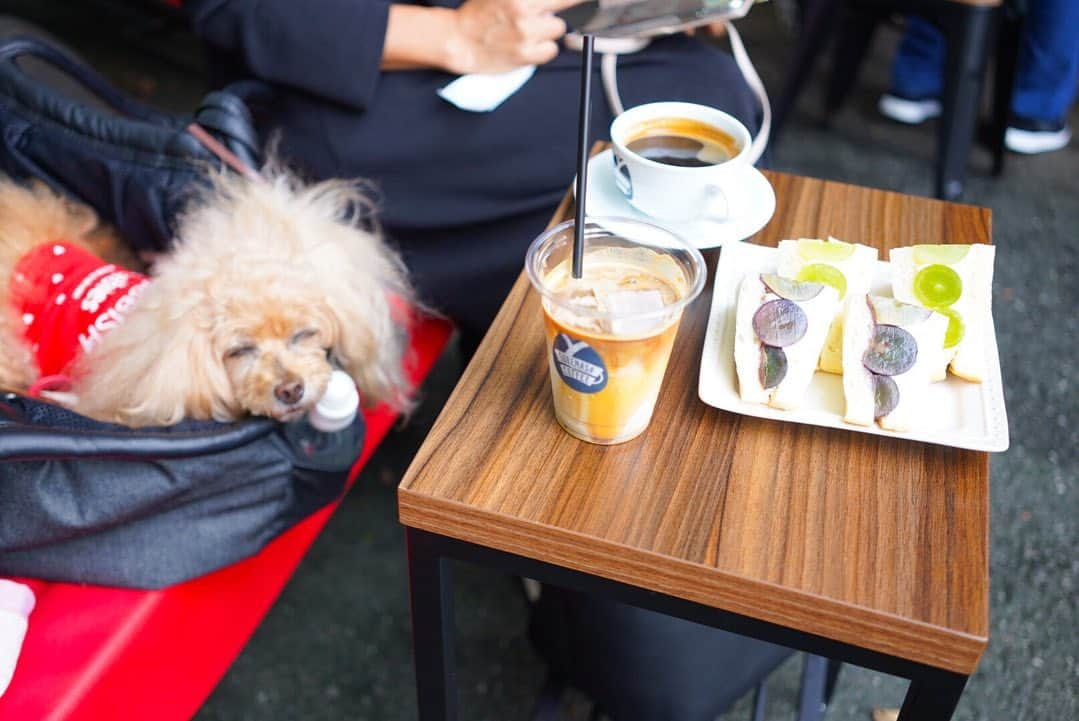 Toypoodle Mikuru?Asakusa Tokyoさんのインスタグラム写真 - (Toypoodle Mikuru?Asakusa TokyoInstagram)「20200927 Sunday. 📍 @sukemasacoffee . 秋合宿の途中ですが、差込投稿😆 . くみこさん @ku3442 とスケマサコーヒーでlunchしました♥️ 季節のフルーツサンドは今だとシャインマスカットとナガノパープル🍇 甘くて美味しい😋 ぶどうなので みきゅるんは食べれませんが、ちょっとだけクリームを舐めさせたら、美味しかったらしく、それまでやる気なく寝ていたのにおメメランランでクレクレ攻撃でうるさかったです😰 . ❶ カフェの前 ❷ まだやる気ない時😂 ❸ フルーツサンドと店員さんに桃尻提供ちう . クリーム自体はあまり甘くなく、うすーく餡子がサンドされてます。 シャインマスカットには白餡。ナガノパープルには黒餡。彩も考えてるんですね〜🥰 . テラス席のみワンコOKです♥️ 土日休日は混み合ってますので、ちょっと待っちゃうかも😌 . マスカットの次は何のフルーツサンドかなぁ😋 . #スケマサコーヒー #季節のフルーツサンド #シャインマスカット #ナガノパープル #浅草カフェ」9月27日 16時03分 - purapura299