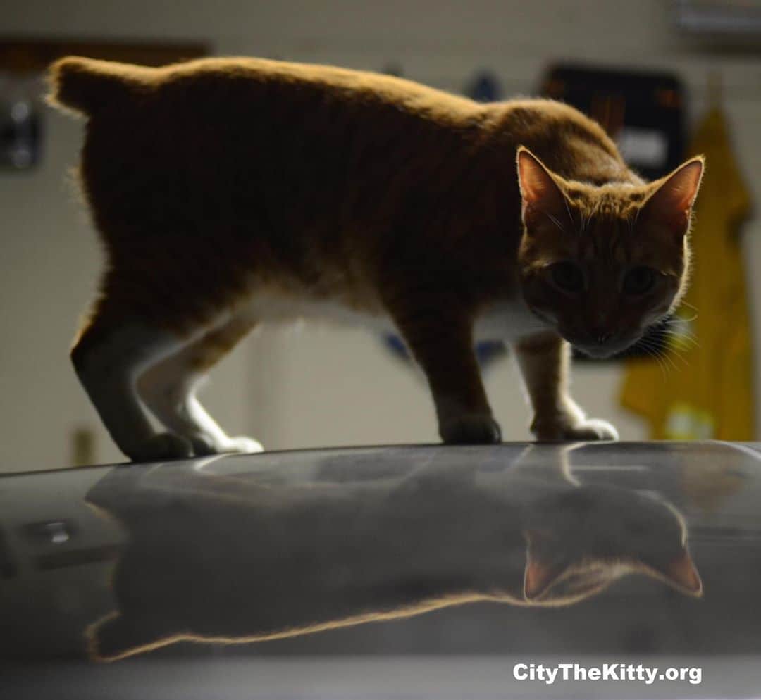 City the Kittyさんのインスタグラム写真 - (City the KittyInstagram)「On the prowl. 🐈  #caturdaynight #ontheprowl」9月27日 16時18分 - citythekitty