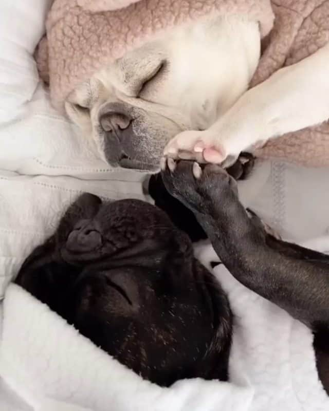 French Bulldogのインスタグラム