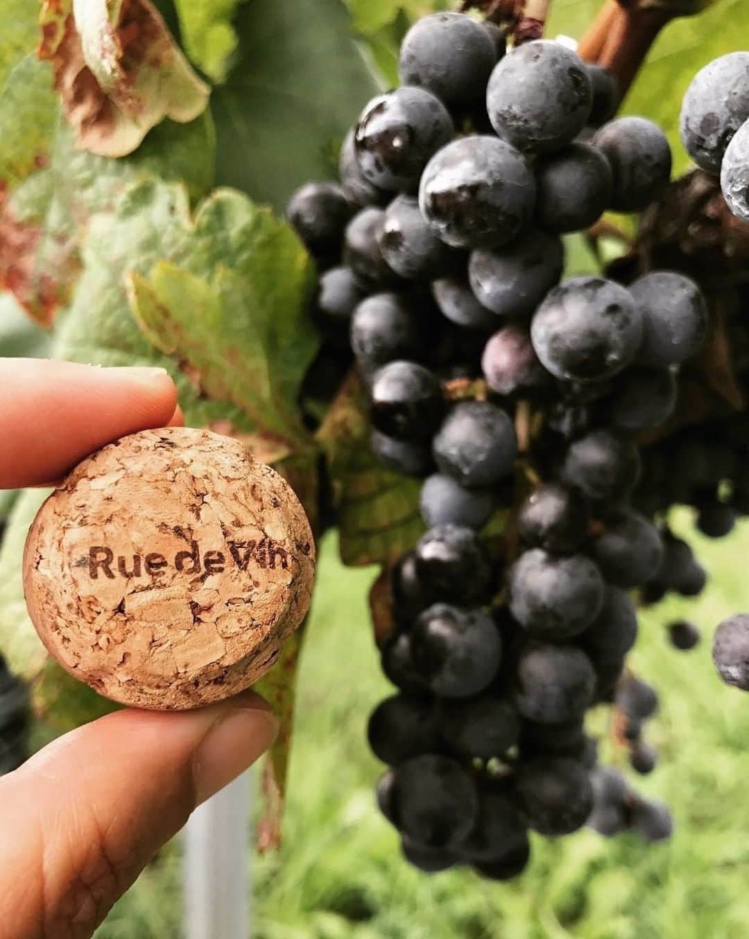 ?長野県 観光 公式インスタグラム のグルメインスタ