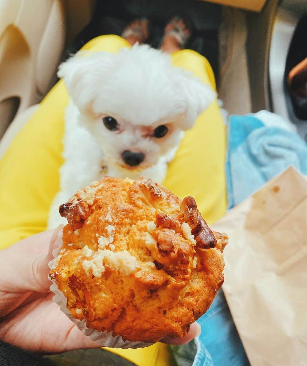 のインスタグラム：「@shimabananacream  今日は日曜日🧡🤎大好きなパン屋さんピナコラーダへ🥯🥐🍞🥖🥪 アトリに狙われながらも、いつも買っちゃう、島バナナクリームパンもクロワッサンも食べて、 食べた事ない秋メニュー"カボチャとクリームチーズのマフィン"もチョイス🙋🏽‍♀️🤘🏾 あぁ〜これがまた美味しいのね🥰🥰🥰 カボチャの優しい甘さとクリームチーズの酸味、ゴロゴロ出てくる両者の食感🌱 上にトッピングされたナッツの香り🥜 幸せ〜🧘🏽‍♂️🧘🏽🧘🏽‍♀️ 私には絶対こんな美味しいパンは作れない💦 でも、パンへのこだわりは口の中に伝わって来るんです☀️ 大家さんと上手く行かなかったから、宇宙宿の運営は辞めちゃったけど、宿をやってた時もお店が近かったから、大変お世話になったパン屋さん🌤 皆んなも石垣島に来たら、川平湾とピナコラーダのパンに癒されてください😝✨ 私もジャンルは違うけど、これぐらい好きって言って貰えるご飯屋さんにしたいなぁ❤️ 明日からまた頑張る💪🏽🙀💦 #ishigakiisland #okinawa #kabirabay #川平湾#石垣島パン屋さん #ピナコラーダ #石垣島 #沖縄 #石垣島パン屋さん #ishigakibakery #幸せな味 #癒されました❤️」
