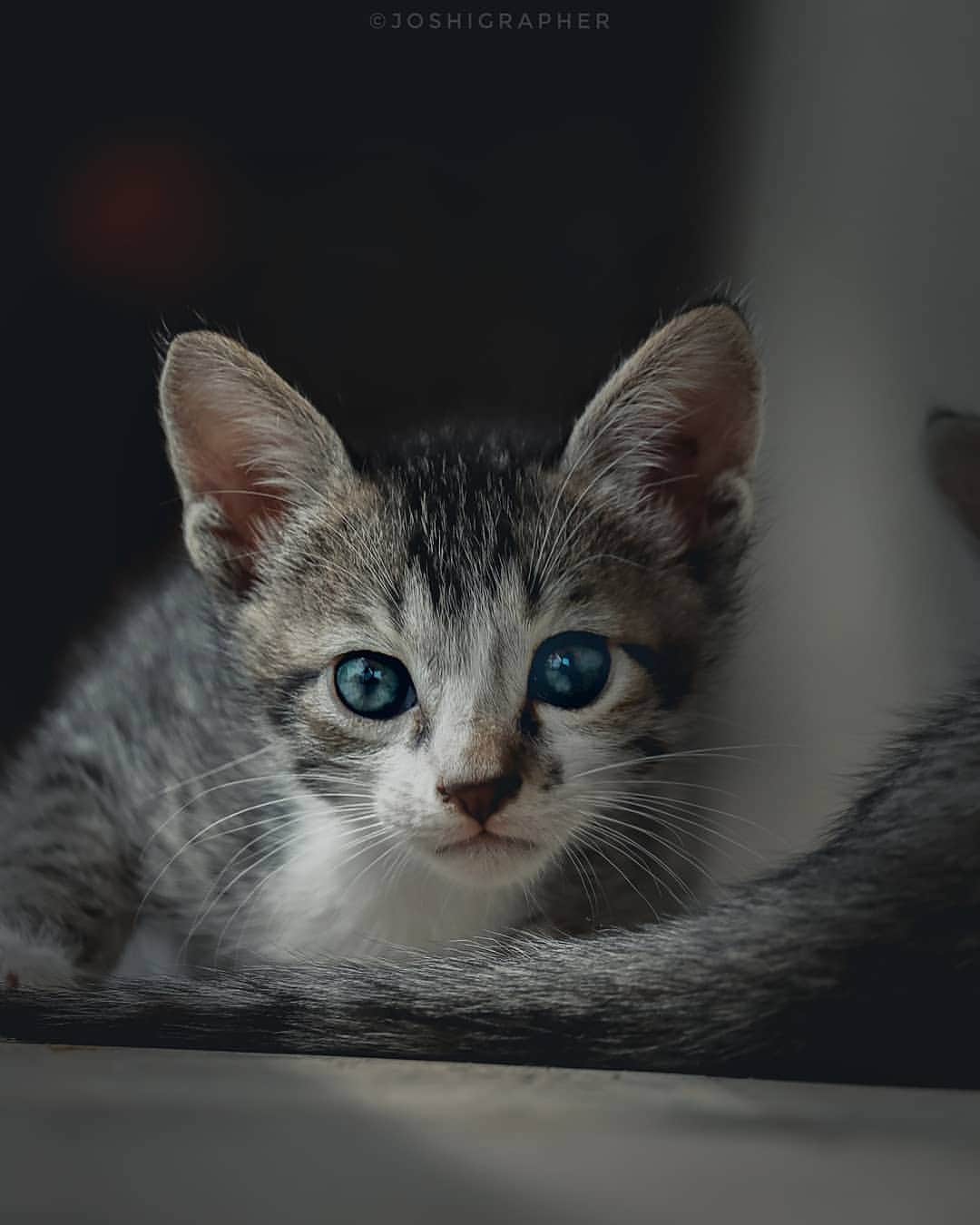 Canon Asiaのインスタグラム：「Focus on the eyes to capture interesting cat portraits! . Did you know that the pupil is an indication of the cat's mood? Narrow slits could suggest anger 😾 , while wide pupils could mean fear 🙀  or trust 😺  . What do you think the little kitten was feeling when this photo was taken? . 📷  Image by @joshigrapher using the Canon EOS 200D II • EF-S55-250mm F/4-5.6 IS STM • f/5.6 • ISO 100 • 1/500s • 233mm . Want your photos to be featured too? Tag them with #canonasia or submit them on My Canon Story, link in bio! . #canonasia #photography #explore #canonasiapets #cat #kitten #eyes #canon #lens #inspiration #animals #nature #colours」