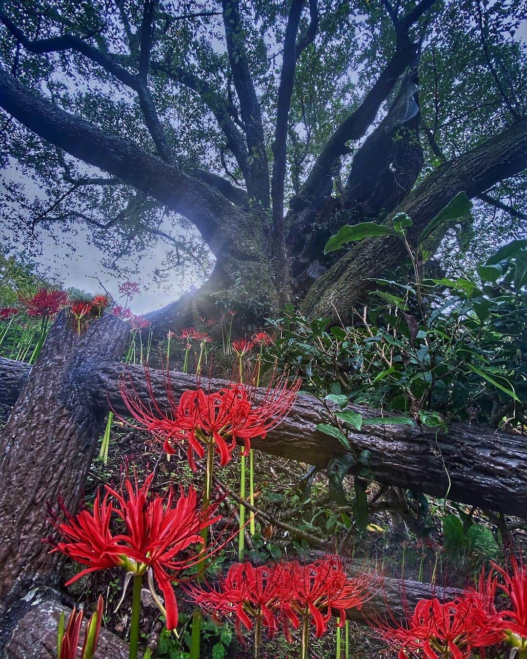 のインスタグラム：「奈良県宇陀市#佛隆寺 (スライドして下さい)  Location Nara Japan (Swipe)    2020年9月22日    #千年桜 と#彼岸花   　  #神社仏閣　 #寺院仏閣　 #寺社仏閣  #美しい日本　 #日本庭園  #曼珠沙華  #じゃらん花畑  #花のある風景  #わたしは奈良派  #奈良県景観資産  #こころから  #タビジェニ　 #flower_captures  #japan_bestpic_  #top_favorite_shots  #inspring_shot #beautiful_kansai #japanesetemple  #japanesegarden  #loves_united_japan  #jalan_travel  #otonatabi_japan  #igbest_shots  #flower_special_  #flower_igers  #allthingsofbeauty_」