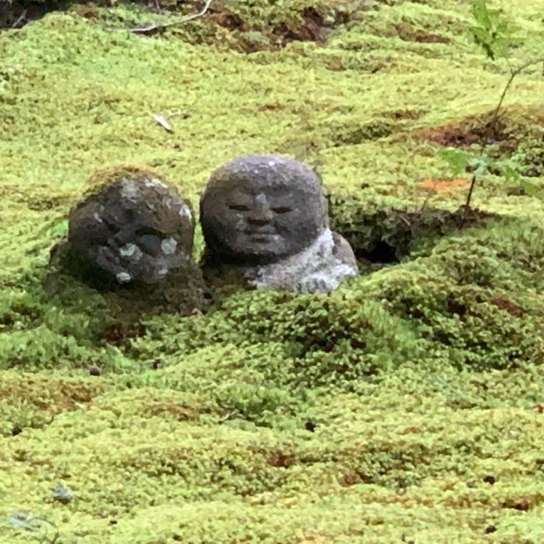 小林美香子さんのインスタグラム写真 - (小林美香子Instagram)「京都に行ってきました。 三千院はとても、苔の緑が綺麗で癒されました。  お守りの返納と、合格祈願💮 見守ることしかできませんが、頑張ってほしいです。」9月27日 17時51分 - mikakokobayashi0906