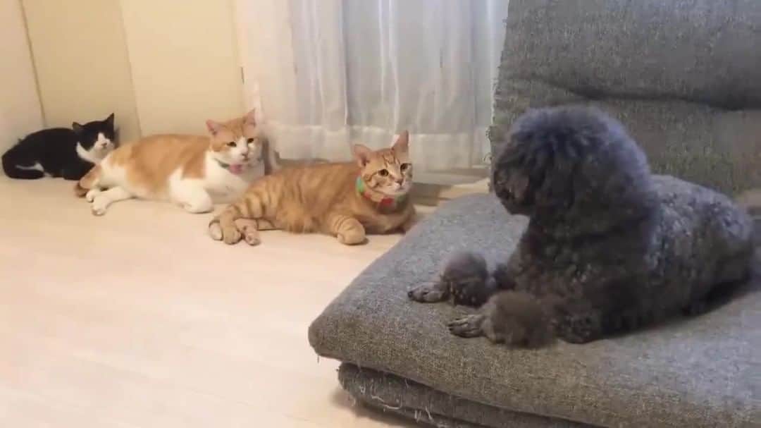 のインスタグラム：「Excuse meow you are in my seat 💢⠀ ⠀ 🎥 uni_mugi_hachi  TW⠀ ⠀ #meowed #family #japan #🇯🇵 #👀 #tabby #tabbycat #shocked #confuseddog」