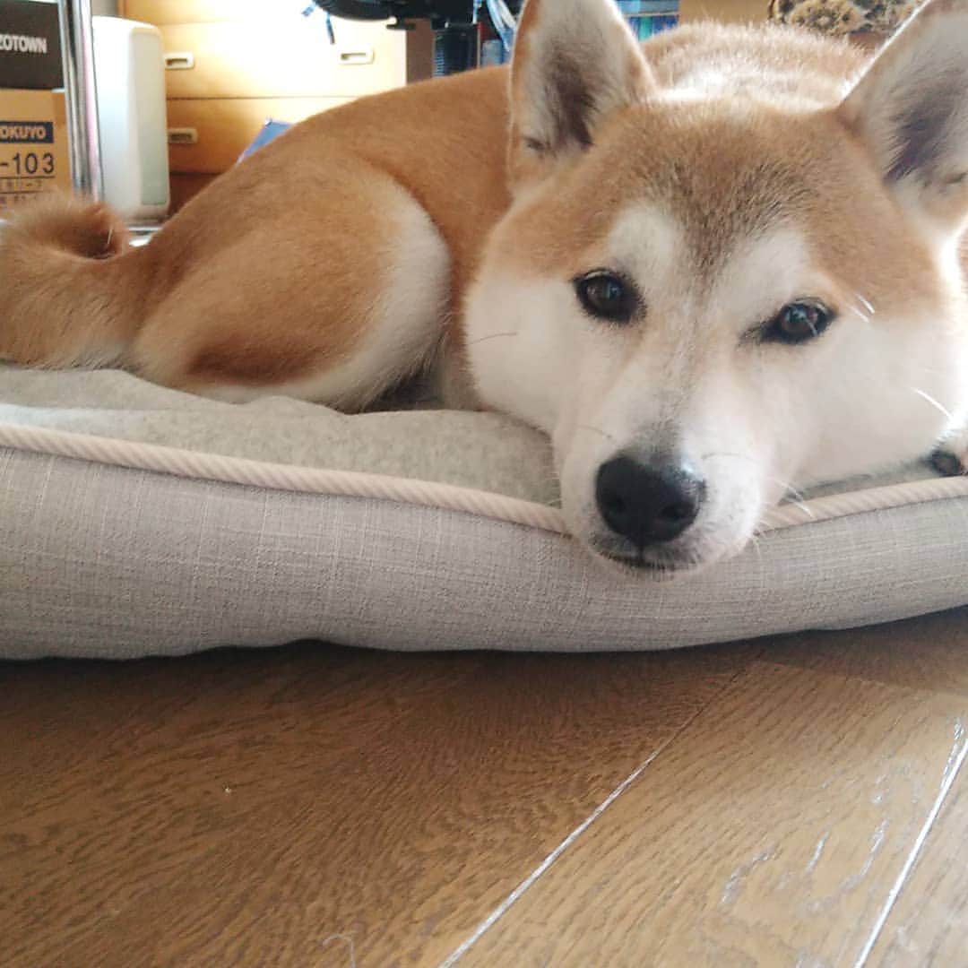 柴犬⭐️サスケのインスタグラム：「こんばんわん #柴犬#赤柴#わんだフォ #犬ら部 #柴北会#pecoいぬ部 #shibastagram #shibagram #🐶📷#🐶#北海道#茶助」