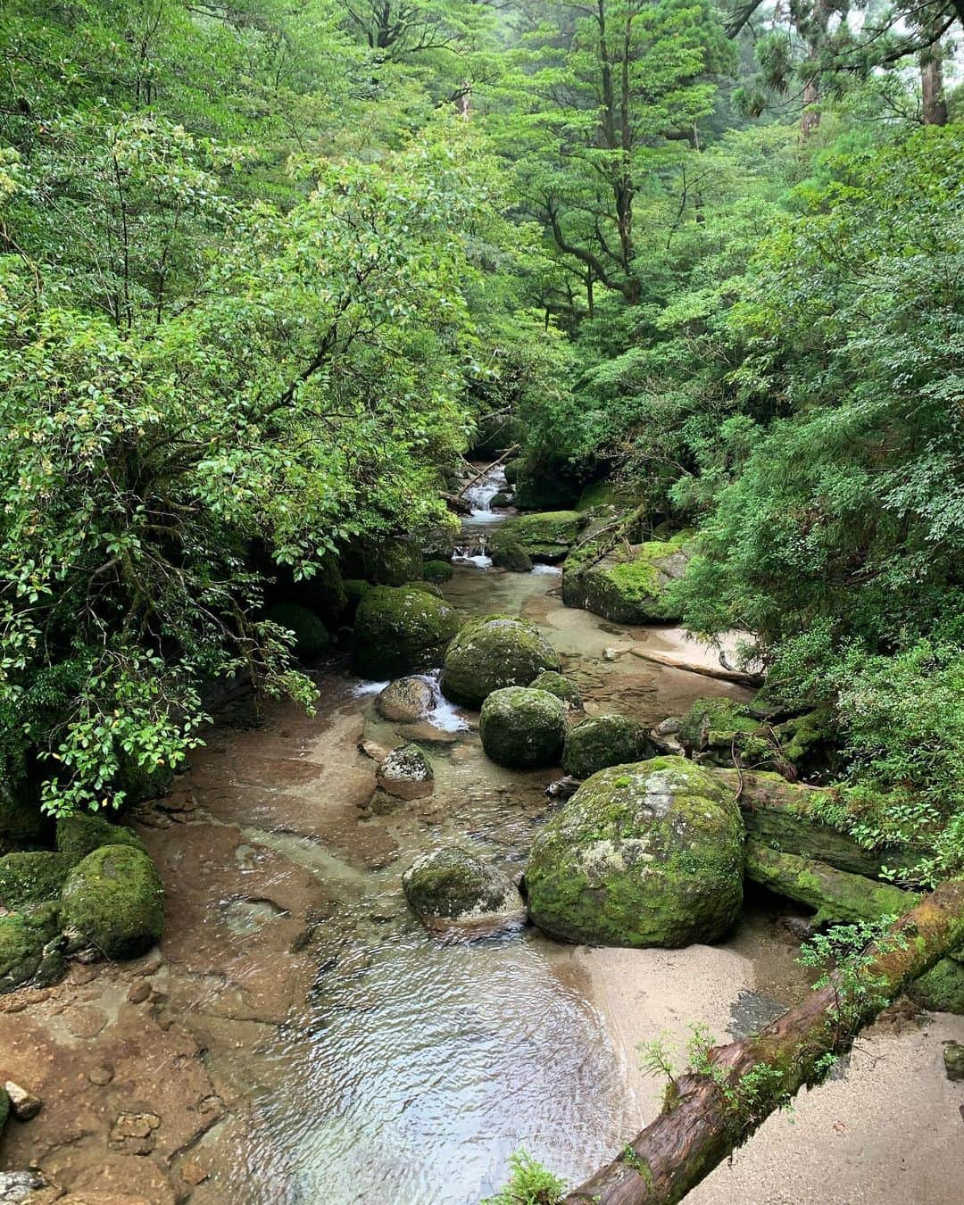 植野有砂さんのインスタグラム写真 - (植野有砂Instagram)「I still have so many places I want to visit in Japan 🥺❤️ Yakushima was truly beautiful... 🥺🙏🏻Yakusugi is a cedar that’s over 1000 yrs old🤯 初屋久島🌳🌳🌳とにかく人がいなくて電波も大体入らない、最強すぎる場所🙏🏻✨✨✨これは着いた日に行ったヤクスギランド✨🌳自然に圧倒されてたら大雨で滑ってこけちゃったけど😂屋久杉って、樹齢が1000年以上のものだけを指すんだって。1000年以下だと小杉と呼ぶそう🤯1000年以上前からここにあるんだなぁと思うと本当に地球ってすごい！まだまだ見たい！✨ #屋久島#yakushima」9月27日 18時27分 - alisaueno