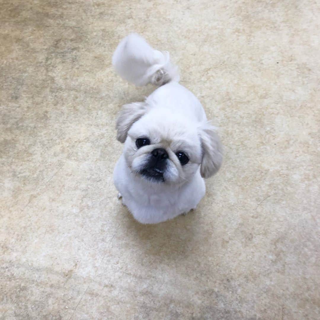 有田優理香のインスタグラム：「帰ってきたおぺき🐶シャンプーカットしてもらって、ふあふあ〜☺️  #ペキニーズ　#pekingese #相変わらず　#マイペース」