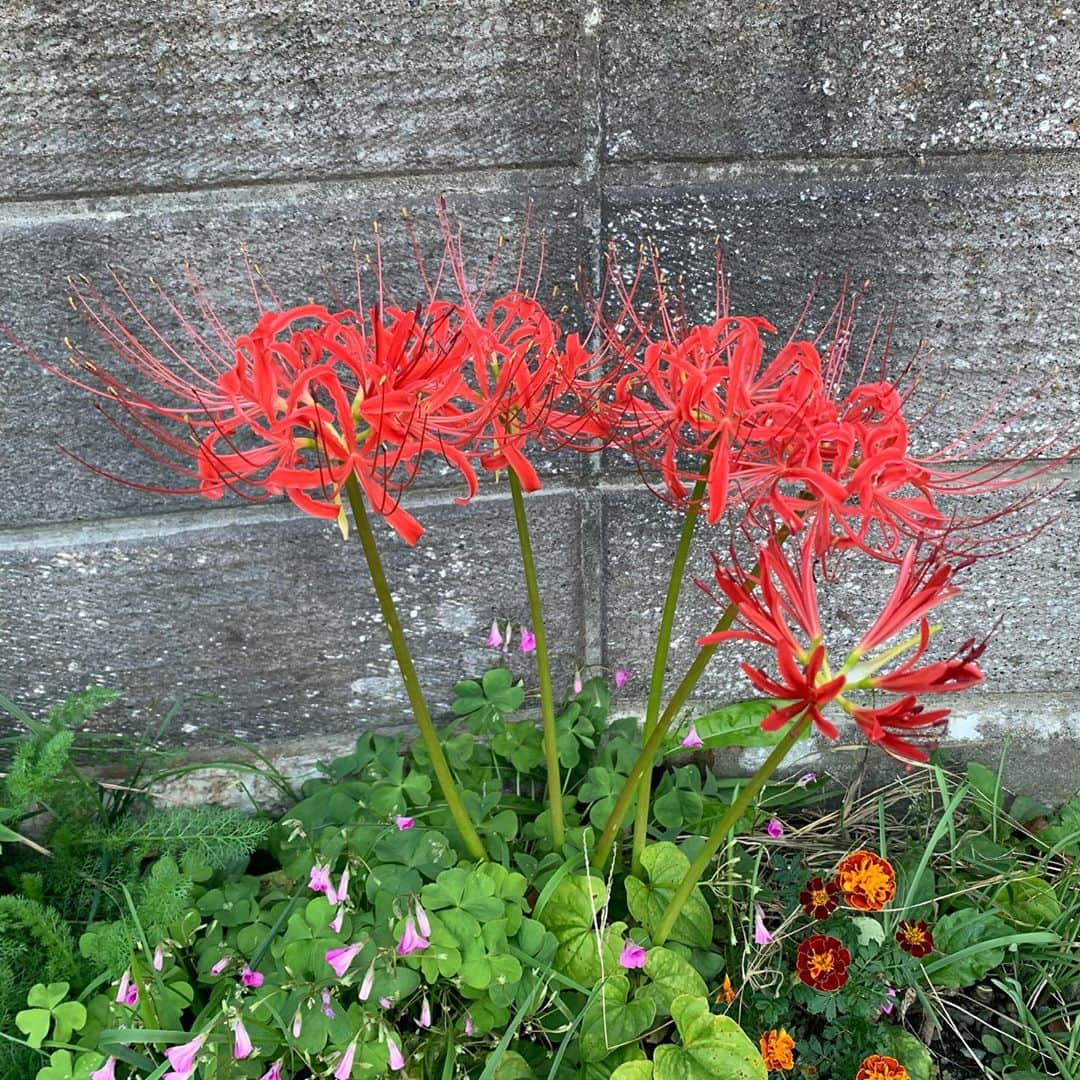 大隅智子さんのインスタグラム写真 - (大隅智子Instagram)「高松の池、毎年ですが、紅葉が早い木があります。 少しだけ色づいてました。 彼岸花、秋バラも咲いてました。 #高松の池　#盛岡　#岩手　#紅葉　#彼岸花　#秋バラ」9月27日 18時33分 - tomokotenki