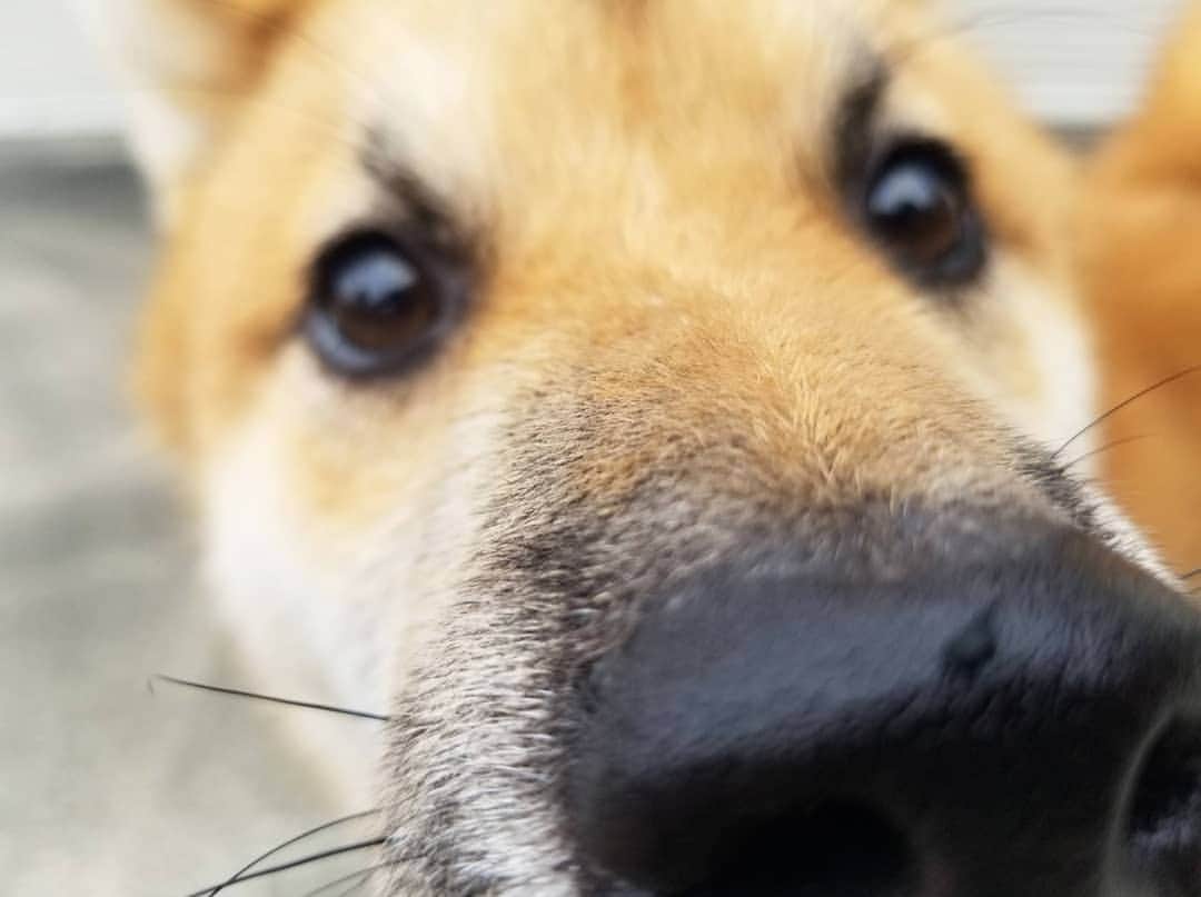 柴犬たま Shibainu Tamaのインスタグラム