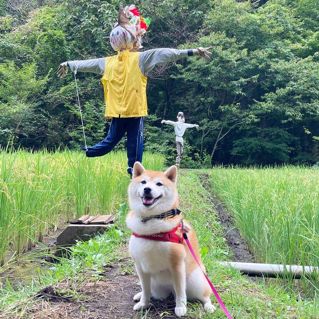 てんパパさんのインスタグラム写真 - (てんパパInstagram)「稲刈り間際の公園の田んぼ。 #田んぼ　#かかし」9月27日 18時39分 - tenchan.shiba