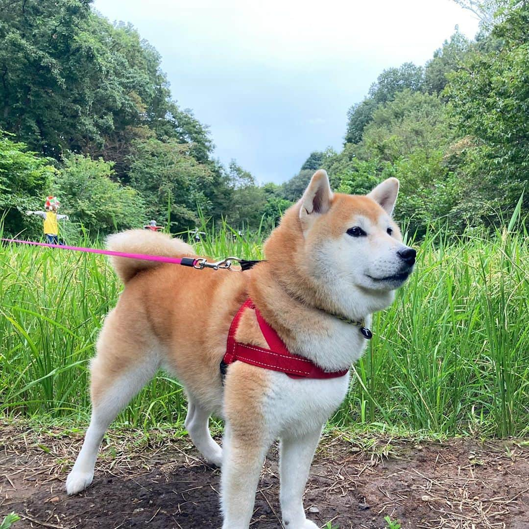 てんパパさんのインスタグラム写真 - (てんパパInstagram)「稲刈り間際の公園の田んぼ。 #田んぼ　#かかし」9月27日 18時39分 - tenchan.shiba