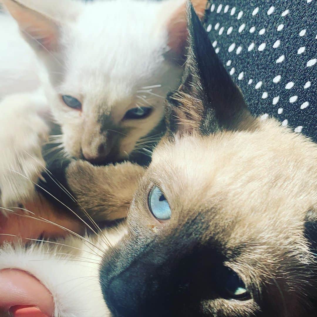 ジェイドジャガーさんのインスタグラム写真 - (ジェイドジャガーInstagram)「What next #kittens on instagram #countrylife」9月27日 18時41分 - jadejezebeljagger
