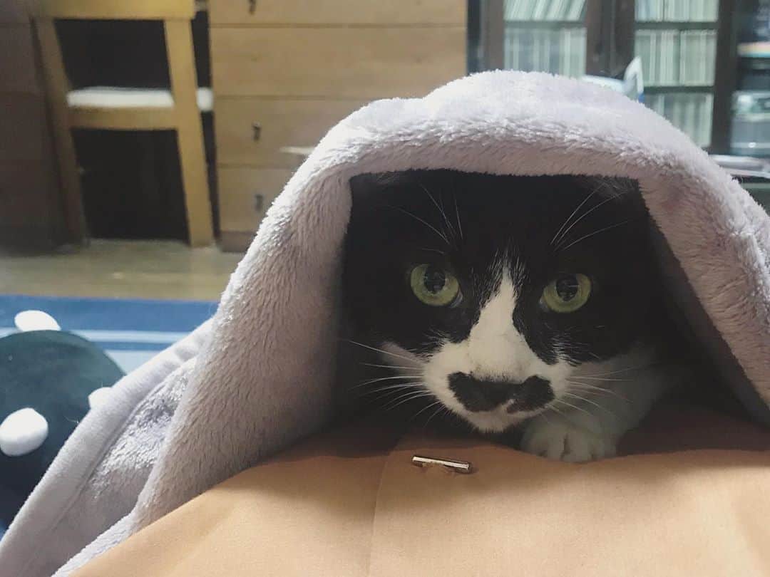 もじゃころのインスタグラム：「今日もヨガマット（お昼寝マット）で寝落ち😪 ハッと目が覚めたらチョッチュ具志コロペッペ🥰🥰🥰きゃわー😍😍😍誤作動大歓迎❣️❣️❣️  #チョッチュ具志コロペッペ  #チョッチュ具志コロペッペ誤作動  #あいちゃんの腹の上」