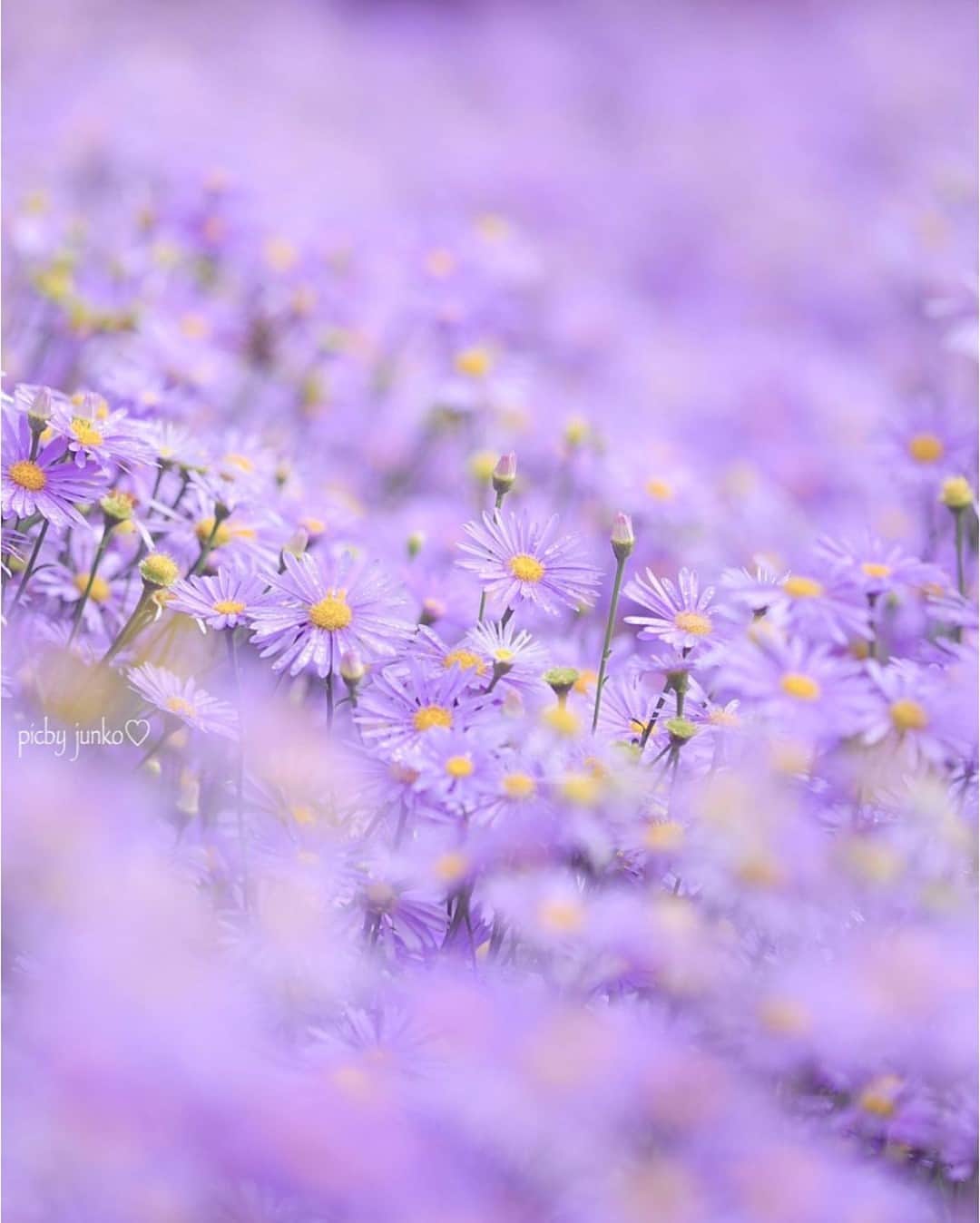 花の写真館のインスタグラム：「Photo by @junchan.k_pics.⠀ https://instagram.com/junchan.k_pics/⠀ .⠀ Original Post[投稿いただいたURL]⠀ https://www.instagram.com/p/CEtRXodAhSA/⠀ .⠀ 本アカウントは、 #私の花の写真 をつけてInstagramに投稿された皆さまの花の写真や、「花の写真館」Facebookページで投稿された花の写真を紹介します。⠀ 「花の写真館」Facebookページは、「 @floral.photograph 」のプロフィールにあるURLからご覧ください。⠀ .⠀ ※各自、政府、自治体など公的機関の指示に従った行動をお願いします。⠀⠀ 東京カメラ部および分室では、写真を「見る楽しみ」を提供することを通して、微力ながら皆様にわずかな時間でも癒しをお届けしたいと思っております。⠀ ※本アカウントは東京カメラ部がFacebook、Instagramのサービスを利用して運営しているもので、Facebook社・Instagramとは一切関係ありません。⠀ .⠀ #花の写真館 #floralphotograph #floralphoto #flower #flowers⠀ Follow: @floral.photograph」
