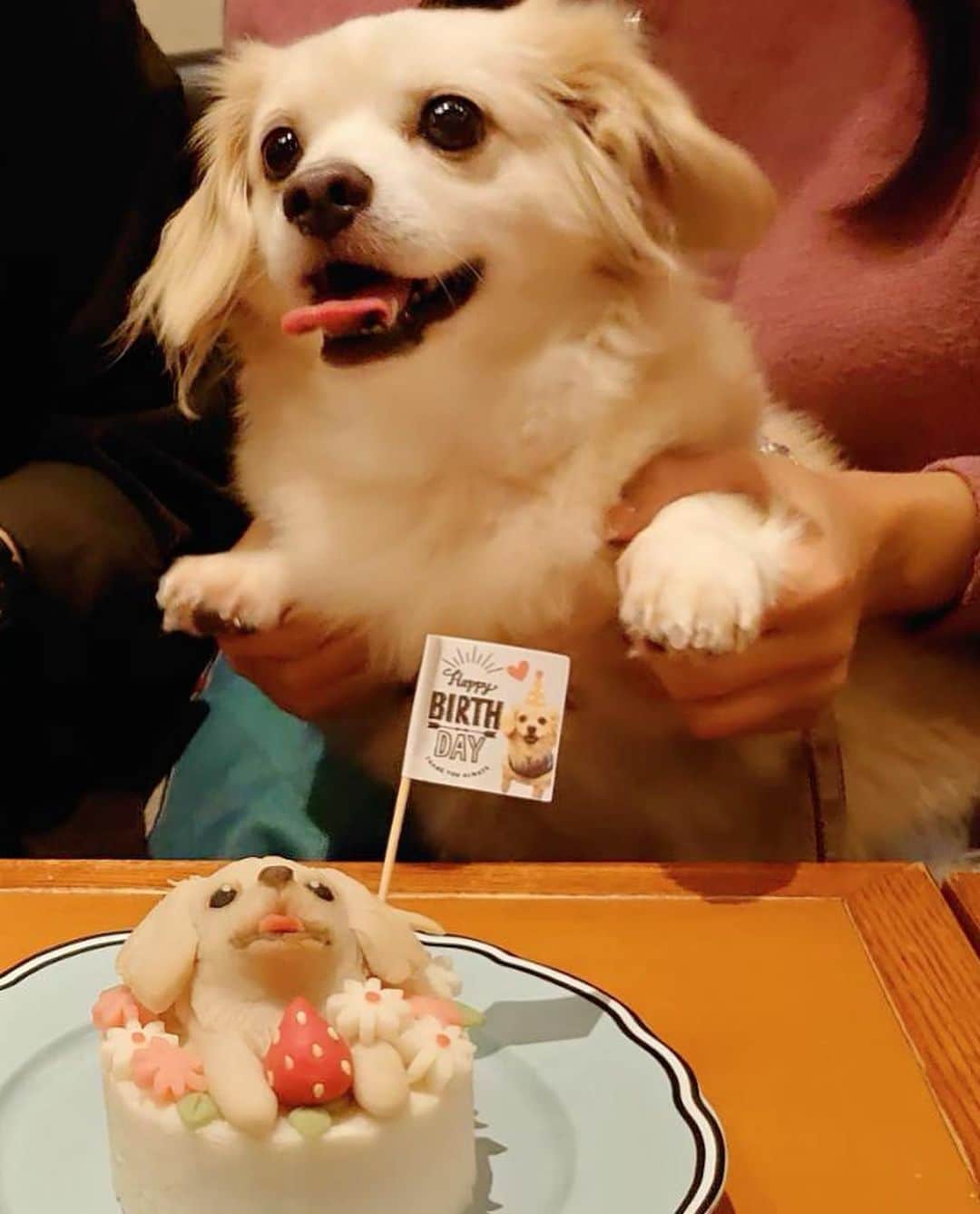 安藤まいさんのインスタグラム写真 - (安藤まいInstagram)「もち吉５歳のお誕生日会でした🥺❤️🎂 めーーーっちゃくちゃかわいいお誕生日オリジナルケーキ作ってもらったよ！！！ いつも犬ご飯会の時お邪魔してる博多やきもん(@hakatayakimon )さんのめちゃくちゃに可愛いゆりかさんが手作りで作ってくれるの！ もち吉めちゃくちゃそっくり😭😭😭❤️ お誕生日ピンもオリジナルで付いてて、ままさんがケーキの時にピアノの生演奏でお祝いしてくれるの...幸せ者だよもち吉😢💓 お友達のななこちゃんもお誕生日が3日違いで一緒に祝ってもらったけどそっちもそっくりで...ケーキの食いつきもめちゃくちゃ良くてほぼ1人で完食しそうな勢いでしたw まるおくんも一緒だったから分けっこさせたよ安心してね(でぶ) 可愛すぎて幸せだった！もち吉おめでとう☺️❤️可愛いケーキでお祝いしえくれてありがとうございました🥺💓  #安藤まい#レースクイーン#ラウンドガール#イベントコンパニオン#キャンペーンガール#映えカフェ  #チワックス#もち吉#いぬすたぐらむ#いぬばか部#福岡わんこ#福岡チワックス#犬のいる暮らし#犬好きな人と繋がりたい#わんこなしでは生きていけません会#犬バカ部#犬バカ部チワックス#福岡犬民#犬好きな人と繋がりたい#犬好きな人とつながりたい#福岡#福岡犬民 #福岡犬カフェ #福岡カフェ #犬カフェ#福岡モデル#dogstagram#dog#doglife#dogstagram #japanesegirl#racequeen#rq」9月27日 19時25分 - mai_ando0407