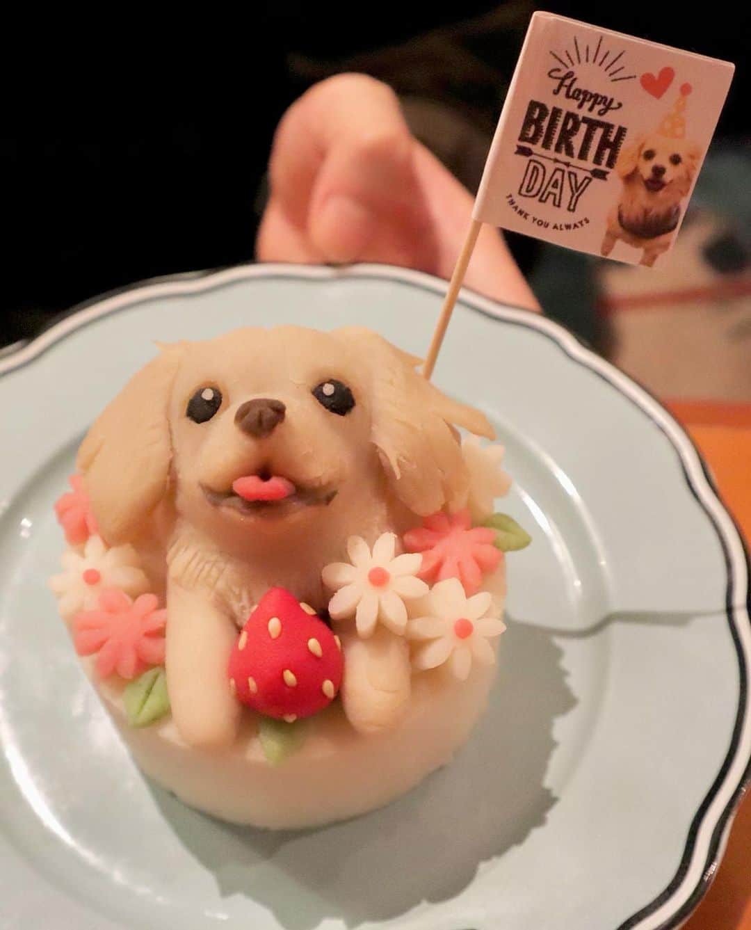 安藤まいさんのインスタグラム写真 - (安藤まいInstagram)「もち吉５歳のお誕生日会でした🥺❤️🎂 めーーーっちゃくちゃかわいいお誕生日オリジナルケーキ作ってもらったよ！！！ いつも犬ご飯会の時お邪魔してる博多やきもん(@hakatayakimon )さんのめちゃくちゃに可愛いゆりかさんが手作りで作ってくれるの！ もち吉めちゃくちゃそっくり😭😭😭❤️ お誕生日ピンもオリジナルで付いてて、ままさんがケーキの時にピアノの生演奏でお祝いしてくれるの...幸せ者だよもち吉😢💓 お友達のななこちゃんもお誕生日が3日違いで一緒に祝ってもらったけどそっちもそっくりで...ケーキの食いつきもめちゃくちゃ良くてほぼ1人で完食しそうな勢いでしたw まるおくんも一緒だったから分けっこさせたよ安心してね(でぶ) 可愛すぎて幸せだった！もち吉おめでとう☺️❤️可愛いケーキでお祝いしえくれてありがとうございました🥺💓  #安藤まい#レースクイーン#ラウンドガール#イベントコンパニオン#キャンペーンガール#映えカフェ  #チワックス#もち吉#いぬすたぐらむ#いぬばか部#福岡わんこ#福岡チワックス#犬のいる暮らし#犬好きな人と繋がりたい#わんこなしでは生きていけません会#犬バカ部#犬バカ部チワックス#福岡犬民#犬好きな人と繋がりたい#犬好きな人とつながりたい#福岡#福岡犬民 #福岡犬カフェ #福岡カフェ #犬カフェ#福岡モデル#dogstagram#dog#doglife#dogstagram #japanesegirl#racequeen#rq」9月27日 19時25分 - mai_ando0407
