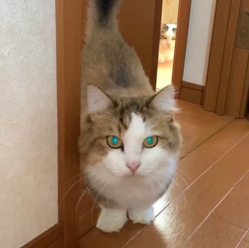 ひのき猫さんのインスタグラム写真 - (ひのき猫Instagram)「カラコン秀吉！  カッコイイ❣️」9月27日 19時28分 - hinoki.cute.kitten