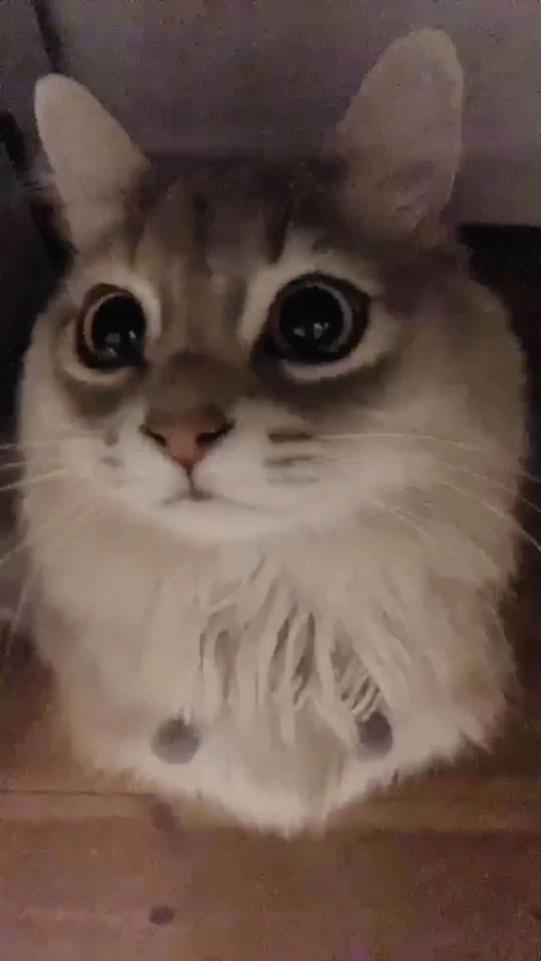 nocoaのインスタグラム：「． 仕事してると必ず机の下にやって来る #おめめクリクリ星人 👀  結果、はかどらず(꒪⌓꒪) ． #ロイサラ成長記録  #nocoa動画#catvideo#猫動画」