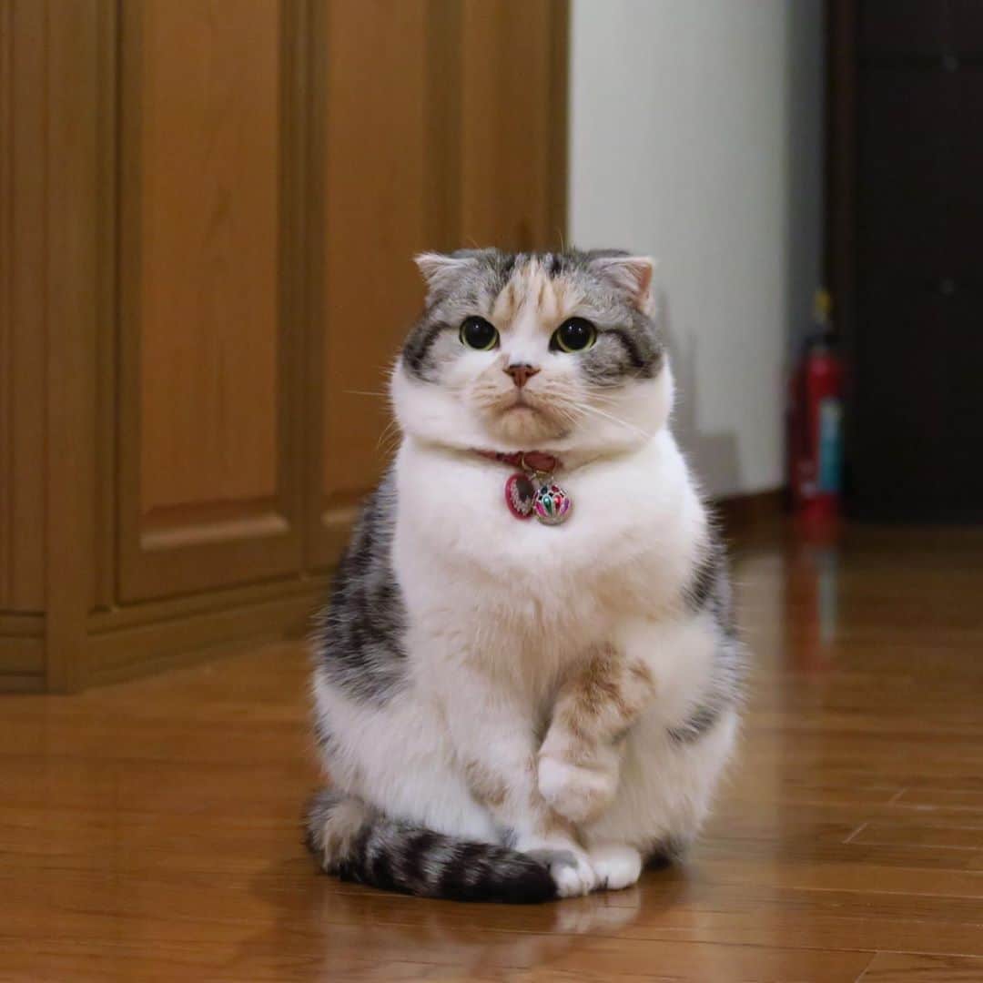 takegaeruのインスタグラム：「招きむっちりまりん❤️ #招きまりん   #cat #scottishfold #猫 #スコティッシュフォールド #三毛スコ友の会」
