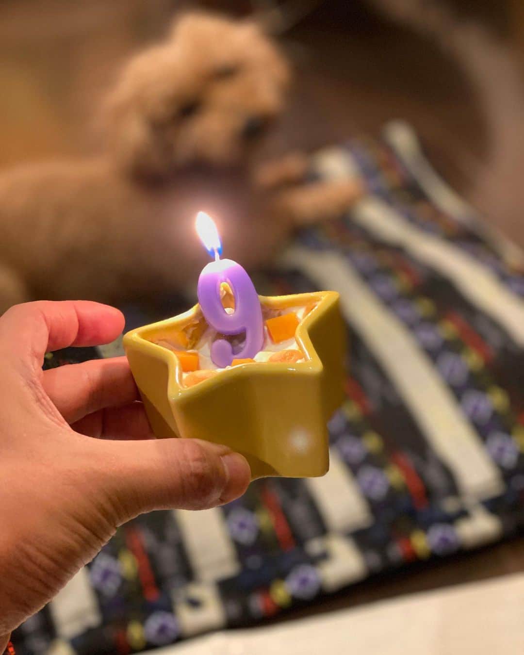 NAOTA（ナオタ）さんのインスタグラム写真 - (NAOTA（ナオタ）Instagram)「HAPPY BIRTHDAY SIMBA❣️  シンバ君、9歳になりました✨ 長生きしようね❗️ いつもありがとう✨  #birthdayboy #誕生日 #ワンワン  #トイプードルアプリコット  #といぷーどる部  #わんこのいる暮らし」9月27日 19時54分 - naotasaito
