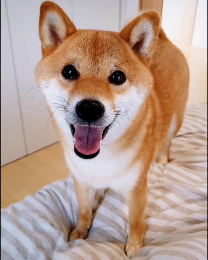 のインスタグラム：「Hi👋 お久しぶりですー！ だいぶ放置してしまいましたが元気です😉 🔻近況🔻 ・コマリ→涼しくなって犬らしさを取り戻す(ちょっと走るようになった)🐕 ・旦那→散歩で前歯を折る🦷 ・私→進路に迷う(３択)🙉 . #柴犬コマリ #柴犬 #日本犬 #いぬのきもち #pecoいぬ部 #pecotv #shiba #shibainu #shibadog #shibalove #shibastagram」