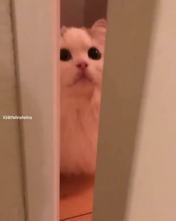 のインスタグラム：「Monday, you must be there, right?⠀ ⠀ 🎥@felirafelira⠀ ⠀ #meowed #felirafelira #mondaymood #monday #Munchkin #Persian #japan #🇯🇵」