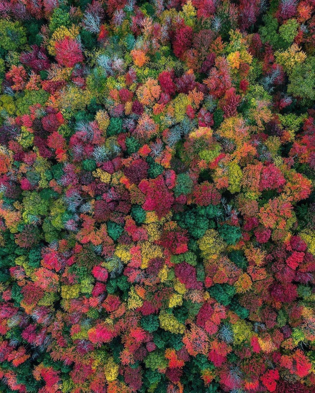 Canon Photographyさんのインスタグラム写真 - (Canon PhotographyInstagram)「Aerial fall foliage 🍂 Photography // @michaelmatti Curated by @steffeneisenacher  #newhampshire #aerialphotography #dronephotography #autumn #fallfoliage」9月28日 6時41分 - cpcollectives