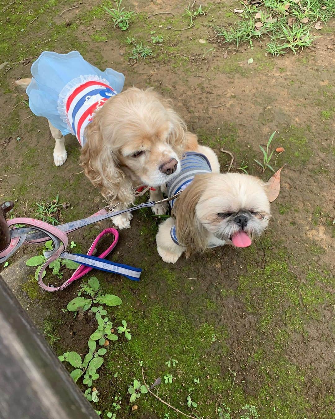 長富彩さんのインスタグラム写真 - (長富彩Instagram)「大きな公園へ少しだけ行ってきました。 娘はどんぐり集めに夢中🎉🎉  パルとノンが可愛すぎて😍🐶  #愛犬　#散歩　#ペキシーズー　#アメリカンコッカースパニエル」9月27日 21時53分 - nagatomiaya