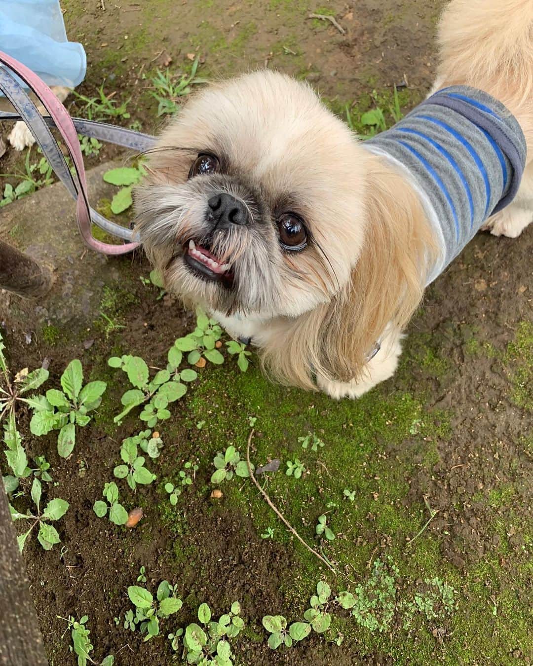 のインスタグラム：「大きな公園へ少しだけ行ってきました。 娘はどんぐり集めに夢中🎉🎉  パルとノンが可愛すぎて😍🐶  #愛犬　#散歩　#ペキシーズー　#アメリカンコッカースパニエル」