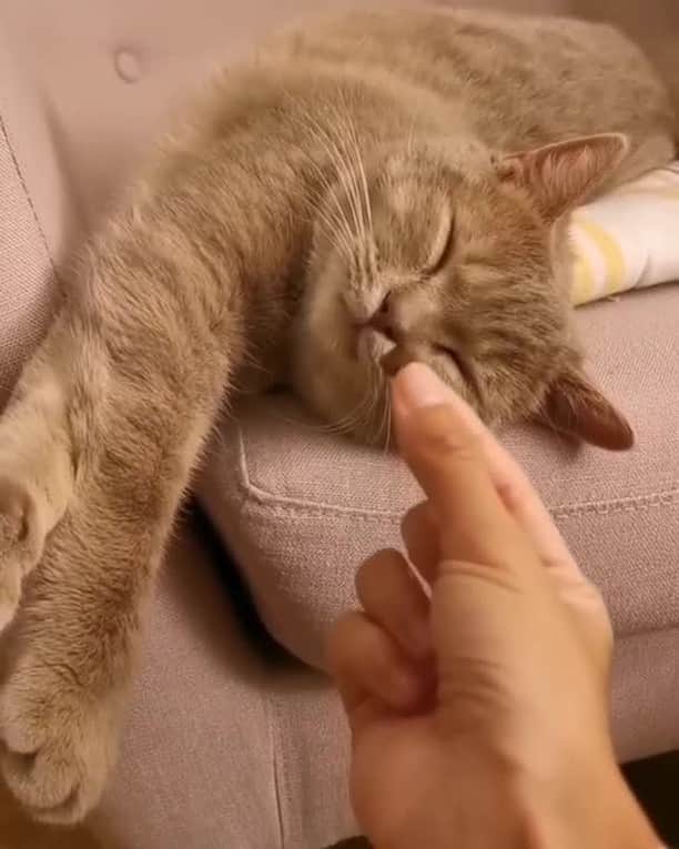 のインスタグラム：「Best way to wake me up⠀ ⠀ 🎥@panolechat⠀ ⠀ Tag #MMGTW get a chance to be featured by @9gag , @meowed and 9GAG Cute⠀⠀⠀⠀ ⠀ #meowed @meowed #MyMeowGotTalentWeek #MyMeowGotTalent #panolechat #whatafatass #britishshorthair #BSH」