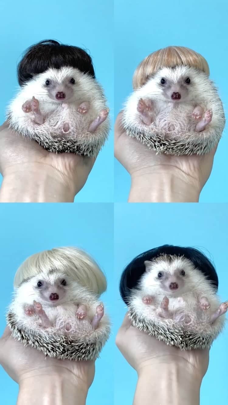 ダーシーのインスタグラム：「Say na-na-na🐨🎸🥁✨ 懐メロ🎶 @blink182」