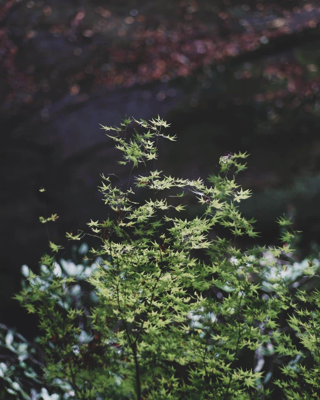 ima_ju / Jun Iのインスタグラム：「: : Still Green Maple : : 例の、見終えましたw : : ::」