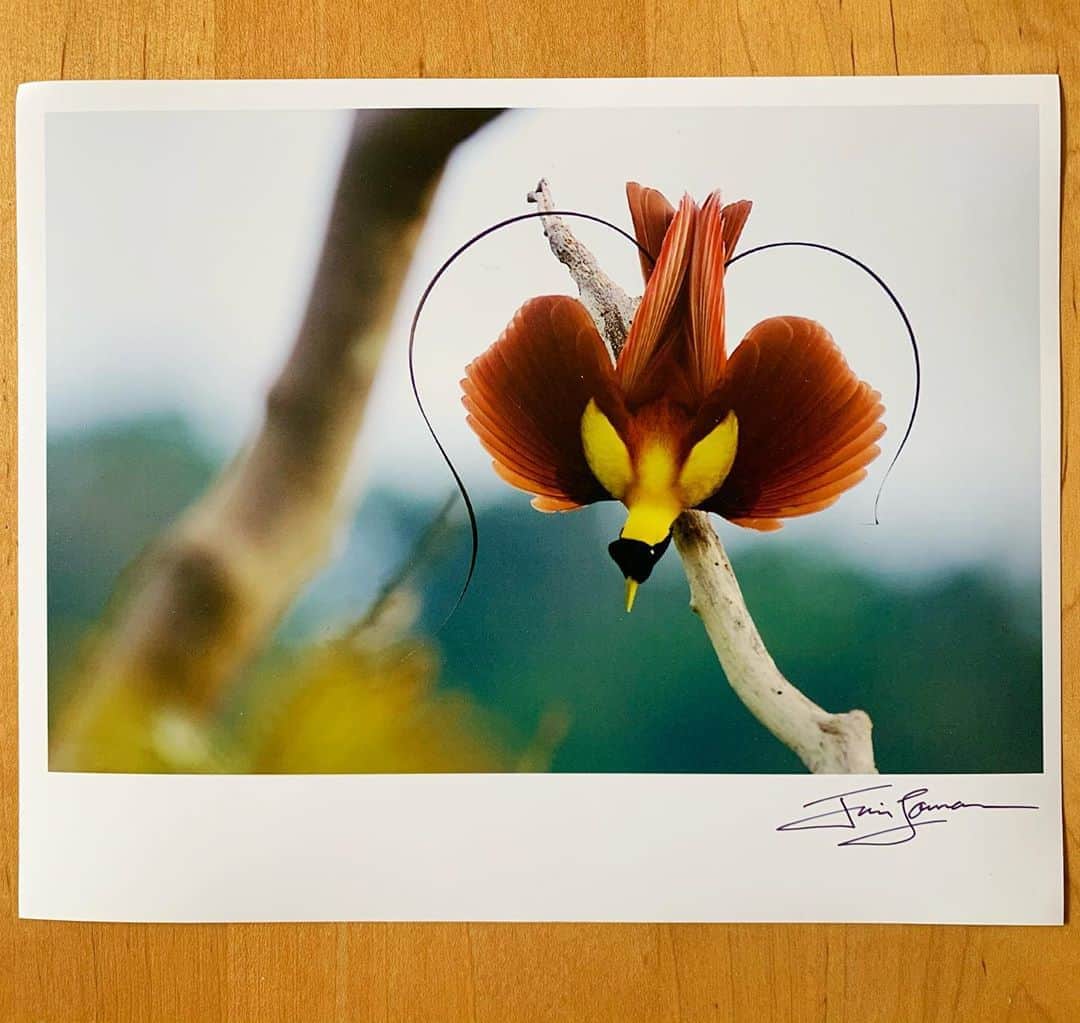 Tim Lamanさんのインスタグラム写真 - (Tim LamanInstagram)「Print Giveaway – Red Bird-of-Paradise “heart” display.  I’m giving away this 8x10 inch signed print to one lucky newsletter subscriber on Sep 30.  All you have to do to enter is go to the link in my bio or www.timlamanfineart.com, and sign up by Sep 30.  And I think you’ll enjoy the newsletter as well.  In it I share stories behind my photos that are more in-depth then on IG, and also will keep you posted on when I have books coming out, sales going on, actions with conservation partners, etc.  Thanks for your interest.   This image was photographed in West Papua, Indonesia, the only place in the world where the Red Bird-of-Paradise is found.  #RedBirdofParadise #birdsofparadise #Papua #Indonesia」9月27日 22時12分 - timlaman