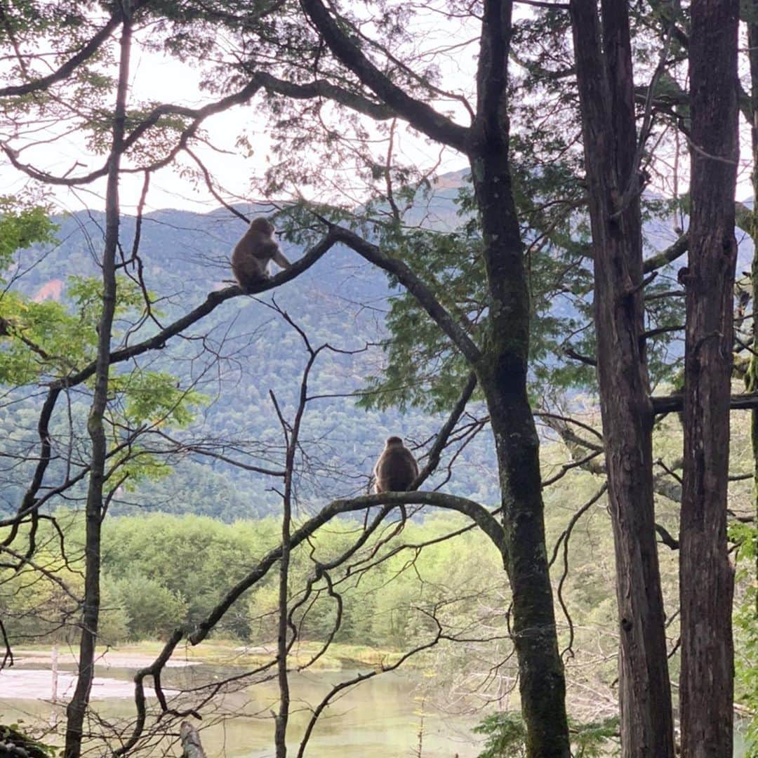 小野澤玲奈さんのインスタグラム写真 - (小野澤玲奈Instagram)「上高地で お猿さんにいっぱい会いました…🙊  #上高地 #野生の猿  #子猿 #かわいい #🐵 #🥰」9月27日 22時15分 - reina.onozawa