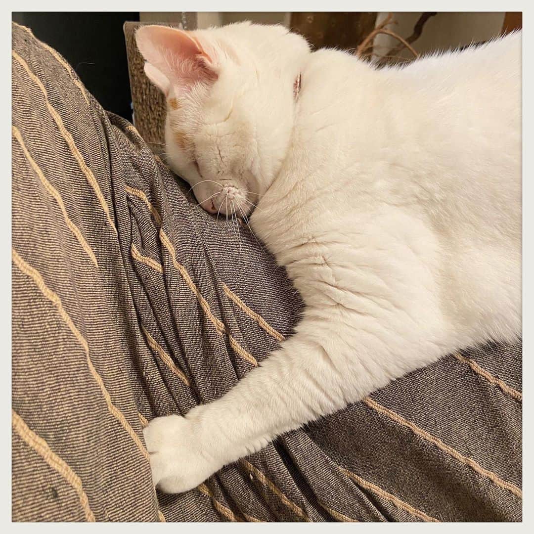 kumikoのインスタグラム：「グニャイ💤」