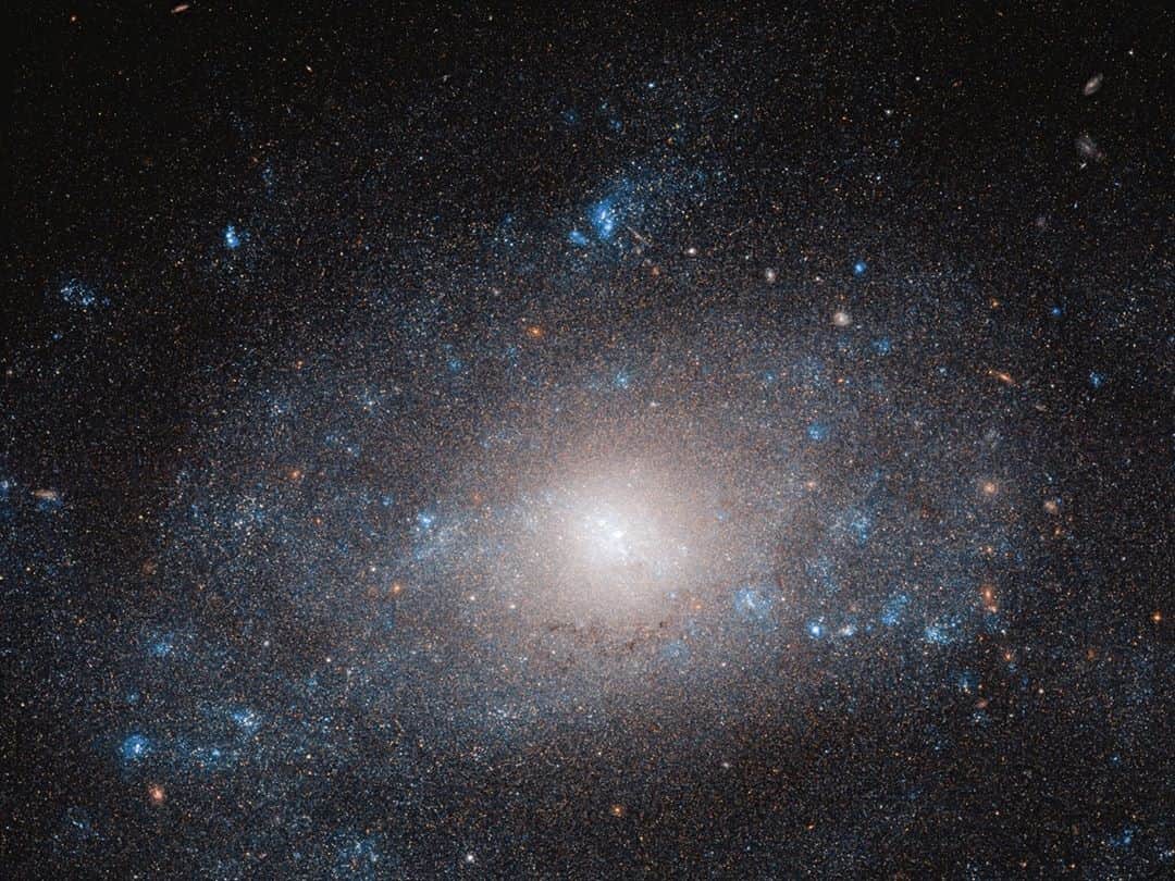 NASAさんのインスタグラム写真 - (NASAInstagram)「Resting on the tail of the Great Bear in the constellation of Ursa Major lies NGC 5585, a spiral galaxy that is more than it appears.  The many stars and clouds of dust and gas that make up NGC 5585, shown here in this @NASAHubble image, contribute only a small fraction of the total mass of the galaxy. As in many galaxies, this discrepancy can be explained by the abundant yet seemingly invisible presence of dark matter, a mysterious material that astronomers can’t directly observe.  The stellar disk of the galaxy extends over 35,000 light-years across. When compared with galaxies of a similar shape and size, NGC 5585 stands out by having a notably different composition. Contributing to the total mass of the galaxy, it contains a far higher proportion of dark matter.  Hot spots of star formation can be seen along the galaxy’s faint spiral arms. These regions shine a brilliant blue, contrasting strikingly against the ever-black background of space.  Credit: ESA/Hubble & NASA, R. Tully; acknowledgment: Gagandeep Anand  #nasagoddard #Hubble #space #science #astronomy #spaceimage #spacepic #nasa #galaxy」9月27日 22時35分 - nasagoddard