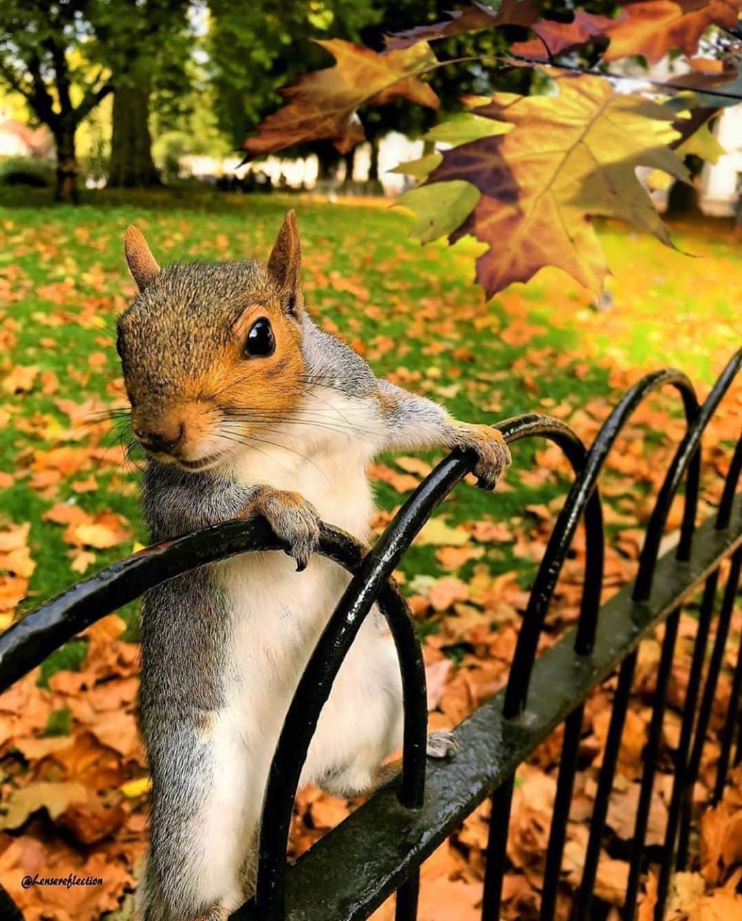 animalsさんのインスタグラム写真 - (animalsInstagram)「Cute little squirrel in St James’s Park in London 🐿🇬🇧 Photo by @lensereflection  Share this with a friend ❤️」9月27日 22時47分 - babyanmlpics