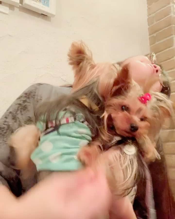 のインスタグラム：「今日もキス魔で甘えん坊な息子と、度胸据わってるようで意外とビビリな娘と🐶🐶💕 近所の田舎イタリアンで🍝♬ バァバも一緒だから、終始ご機嫌〜🐕💫」