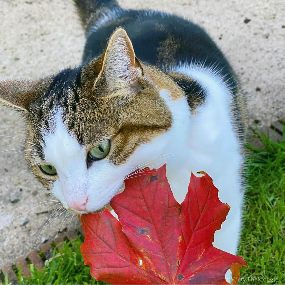 Misty The Moggieさんのインスタグラム写真 - (Misty The MoggieInstagram)「It’s autumn already?! Where did the summer go?? 🍁」9月27日 23時19分 - mistythemoggie