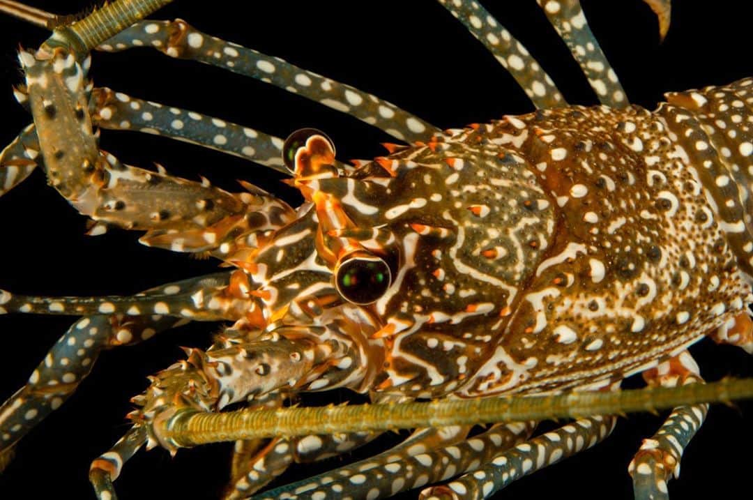 Joel Sartoreさんのインスタグラム写真 - (Joel SartoreInstagram)「When the sun goes down and the ocean floor is enveloped in darkness, the spotted spiny lobster emerges from its home on rocky reefs in the West Atlantic and Caribbean Sea to hunt. Since the lobster’s ability to see is limited, food is not found by sight, but rather by touch and with the help of chemical cues. Photo taken @okczoo. #spotted #spiny #lobster #colorful #patterned #elaborate #nocturnal #spottedspinylobster #PhotoArk #savetogether」9月27日 23時20分 - joelsartore