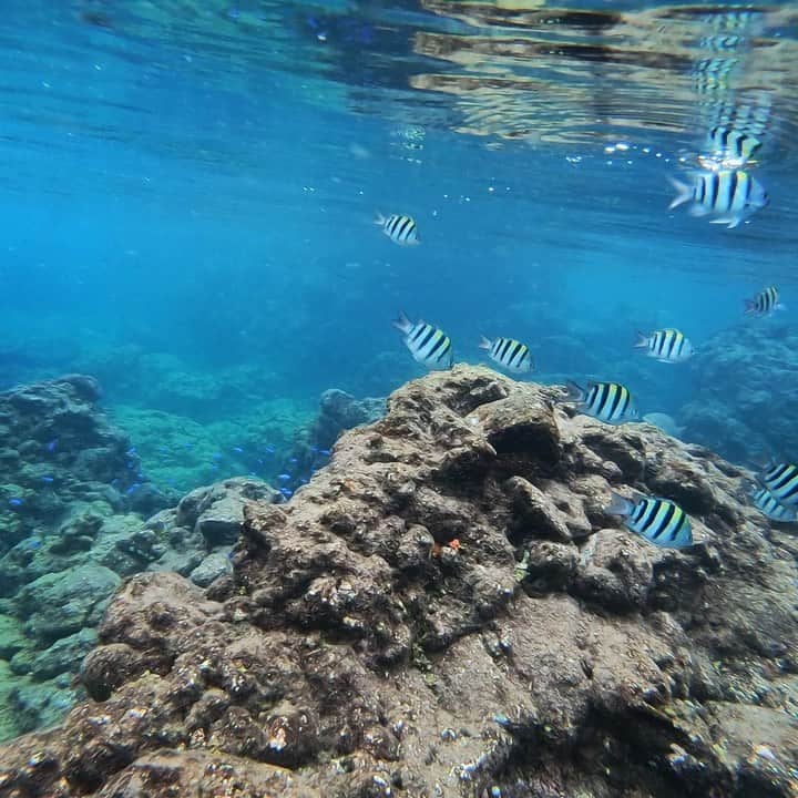 奥家沙枝子のインスタグラム：「9月は休日全部遊んでたくらい思いっきり外遊びしました🌞 . 人の少ない屋外。 自然の中に飛び込むとストレスぜーんぶどっかいっちゃう🥰 . . #シュノーケル#シュノーケリング#ダイビング#伊豆#ヒリゾ浜#海#釣り#魚#南国#リゾート#静岡#夏 #nature #ocean #snorkeling #diving #sea #swim #adventure #adventuretime #japan #vacay #goodday #underthesea #mermaid」