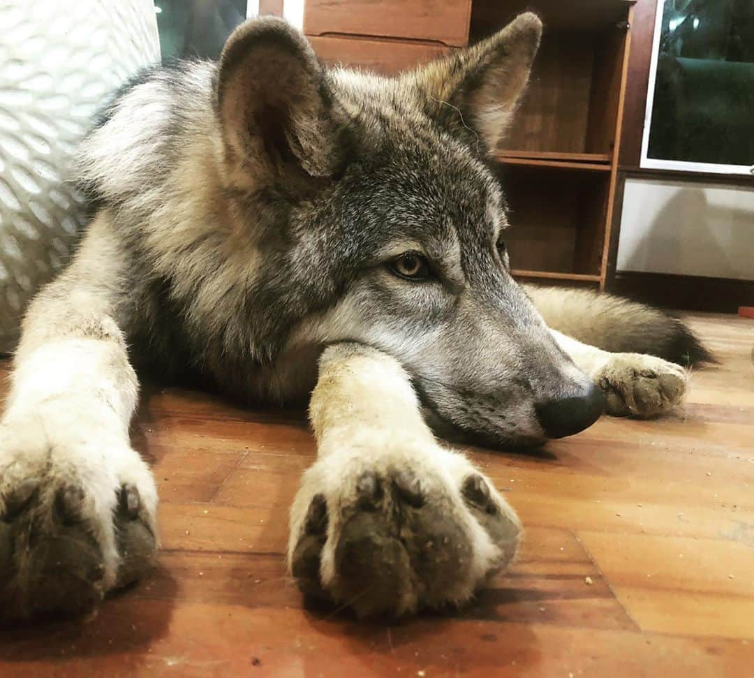 Rylaiさんのインスタグラム写真 - (RylaiInstagram)「Growing up Lucan: sleepy boy had a big day yesterday meeting lots of new friends at the center.  Now that he is up to 75 lbs, he is looking intimidating; however people quickly realize that he is still full of puppy, kisses and loves.  . Today we have a volunteer day at the center and are blessed and thrilled to have some amazing people coming out to help lay pavers, fence and give Lucan kisses! We have three main construction projects with an urgent need: 1) The new Russian foxes need a large outdoor enclosure (fencing help needed) 2) The new Russians need a large indoor enclosure (building a shed help needed)  3) The Training room:  roofing, flooring, drywall, plumbing, painters AND interior designer!!! Dave and @gregcraighandcrafted have been working tirelessly on the space in the last few weeks, but we need to get this project over the finish line!  . What’s coming up: 1) one of a kind, private Encounters featuring the Russian domesticated foxes, Lucan and primitive dogs 2) Schools and teachers: onsite and off site educational presentations - contact us and we would be thrilled to offer on-site, off-site and virtual presentations  3) Winter Wonderland  Fundraising Photoshoot hosted by @life_with_mia_nina - photographer @anabeldflux - Dec 6, spots are very limited!!!  4) Exclusive meet and greet of the new Russian domesticated fox rescues: date, details TBD- newsletter subscribers and those that have donated to the #PPP fundraiser will have first dips in tickets. We still need to raise $4500 to bring all 9!! 5. Our Fox Succulent Planter Fundraiser is still ongoing!!! These are adorable!! They make amazing presents!!  6. Landscape designer @californialandscapestudios will be helping us design a versatile 4 special themed Photoshoot area! If you are a landscaper and want to help us implement his AH-mazing designs, please let us know!  . Please help support our work by following our pages, writing a yelp or Facebook review and supporting our causes!! If you want to volunteer, please reach out!  . . #volunteer #interiordesign #lanscapearchitect #jabcecc #lucan #wolf #wolfdog #wolves #conservation #foxes #canids #socal #sandiego #rescue」9月27日 23時29分 - jabcecc